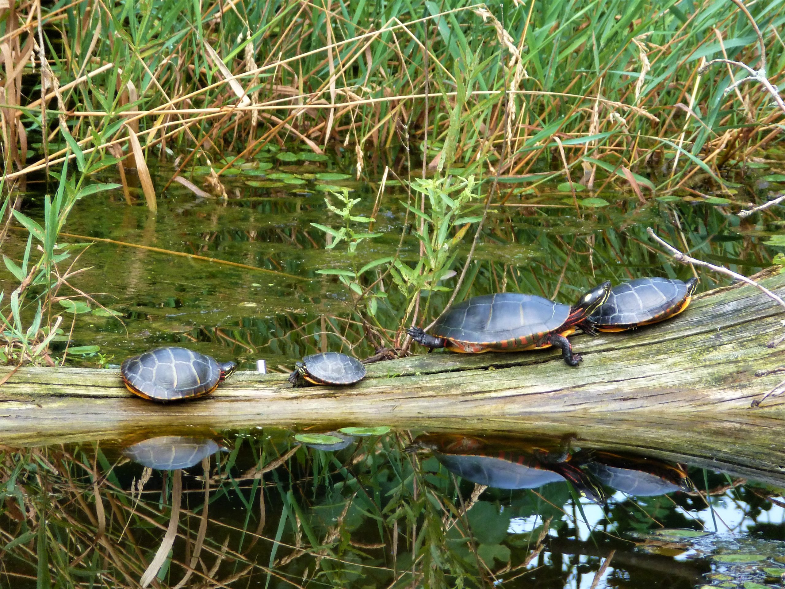 Four turtles sunning on a log